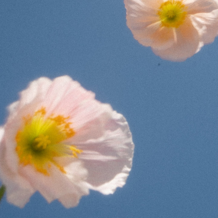Pink Poppy Flower and Blue Skies