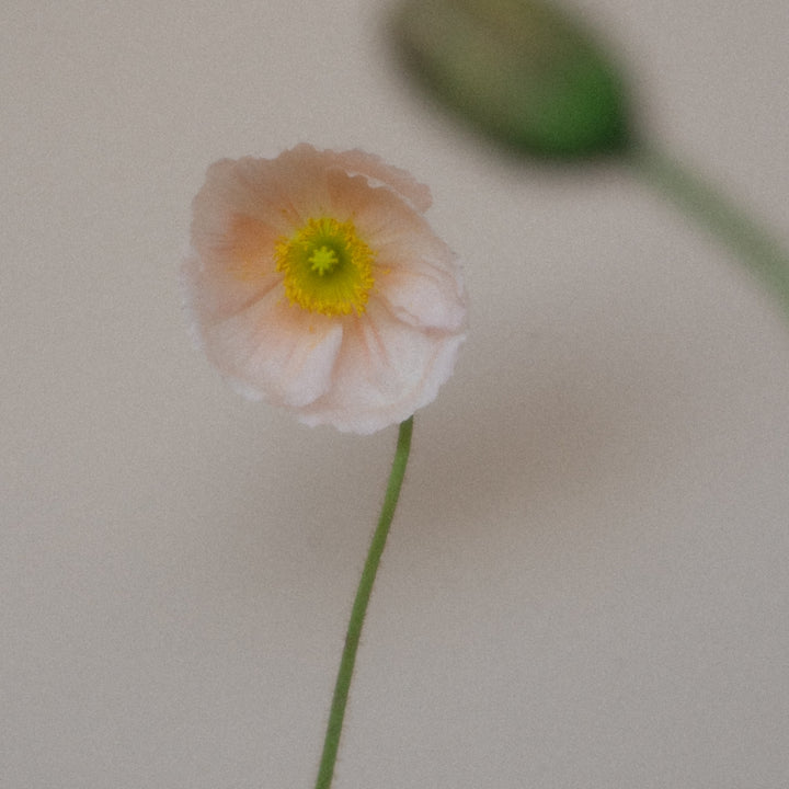 Prae Store Poppy Flower Symbolic of Clean Ingredients